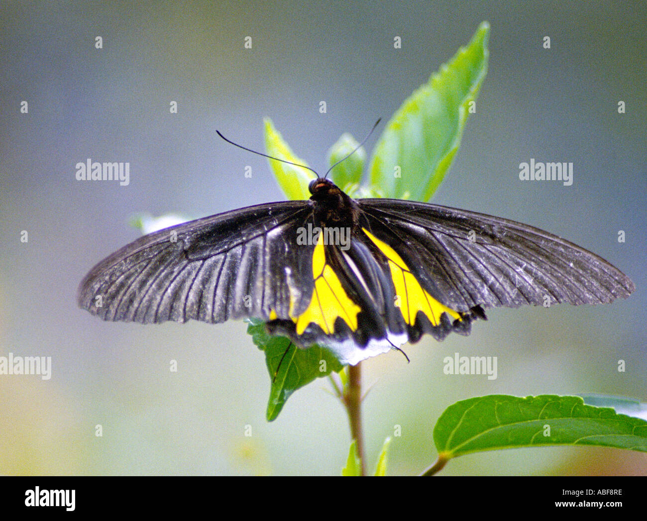 Südlichen Birdwing Troides Minos größten indischen Schmetterling Männchen ruht auf einer Anlage Stockfoto