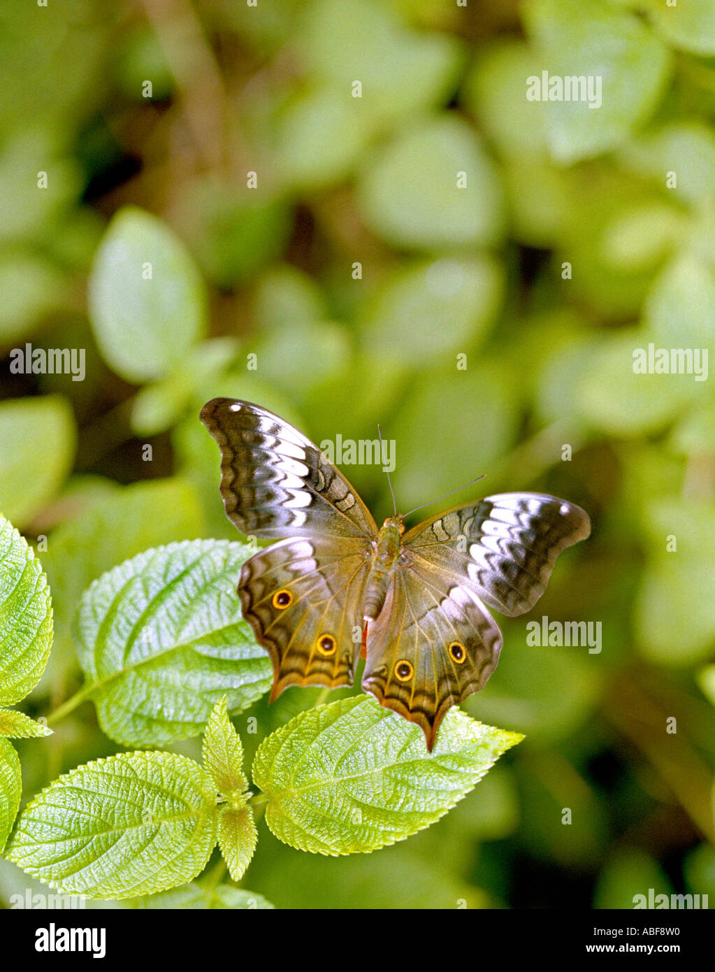 Kreuzer Schmetterling Nymphalidae Vindula Erota Saloma Cynthia Erota Erwachsenfrau ruht auf Lantana Blatt Stockfoto