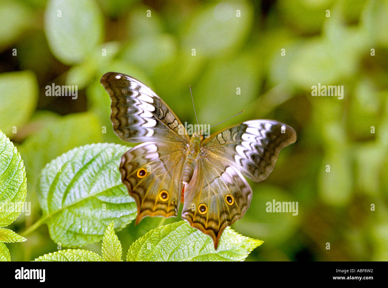 Kreuzer Schmetterling Nymphalidae Vindula Erota Saloma Cynthia Erota Erwachsenfrau ruht auf Lantana Blatt Stockfoto