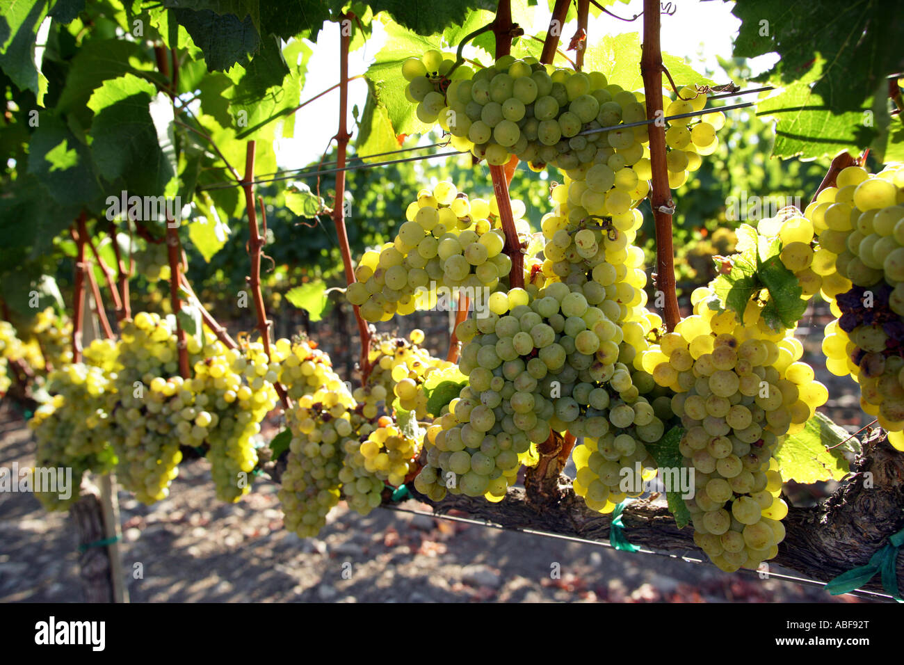 Napa County, Wein Chardonnay-Trauben, Weinbergen des Napa Valley Stockfoto Napa County, Wein Chardonnay-Trauben, Weinbergen des Napa Valley Stockfoto