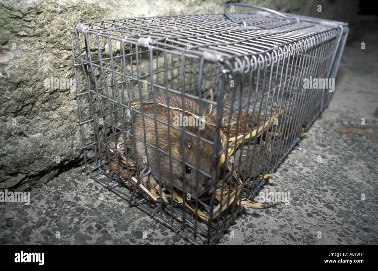 Schwarze Ratte Rattus Rattus gefangen in einer Falle auf Lundy Island