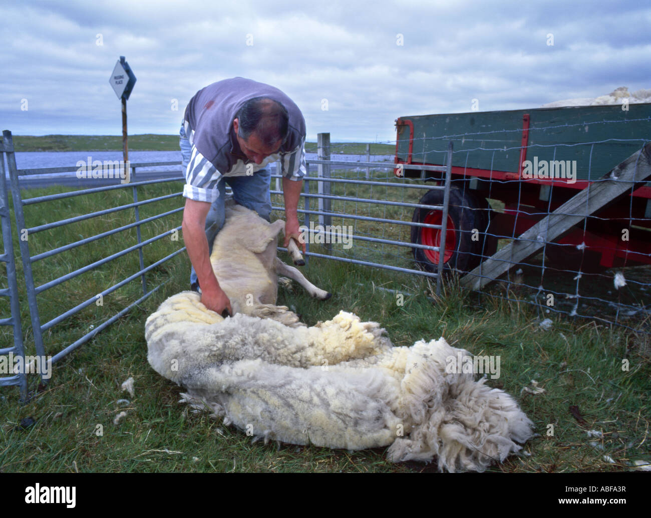 Hand des Menschen Scheren ein Schaf auf der Insel South Uist in Outter Hebridies Schottland Stockfoto
