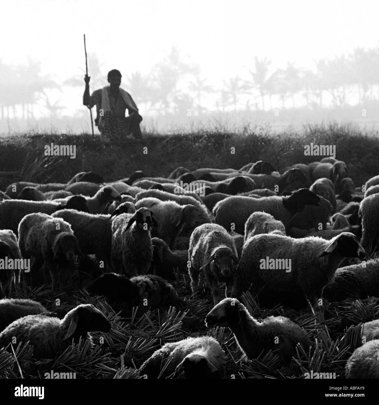 Ein Landwirt kümmert sich um seine Schafe, die Ruhe und Blättern Sie durch die abgeernteten Reisfelder von Palghat Kerala Indien Stockfoto