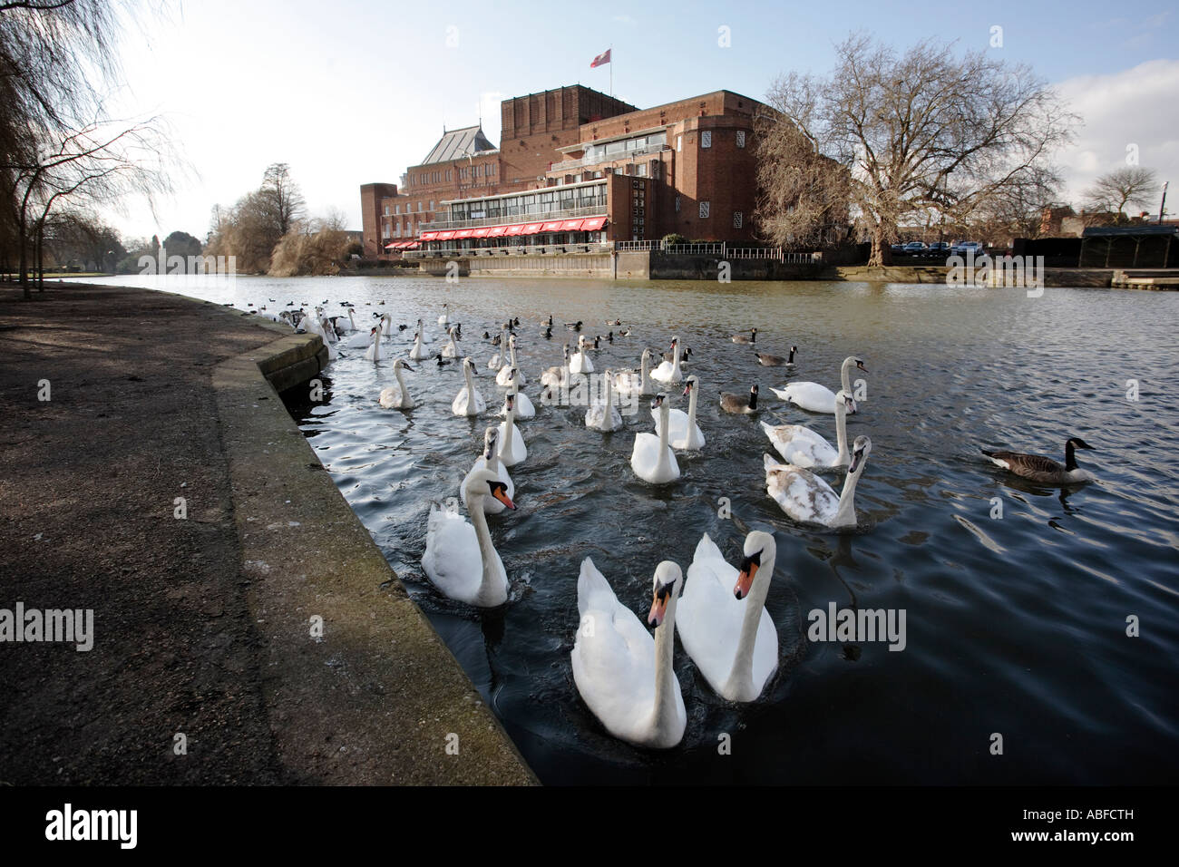 Schwäne am Fluss Avon vor dem Royal Shakespeare Theatre in London in Warwickshire, Großbritannien Stockfoto