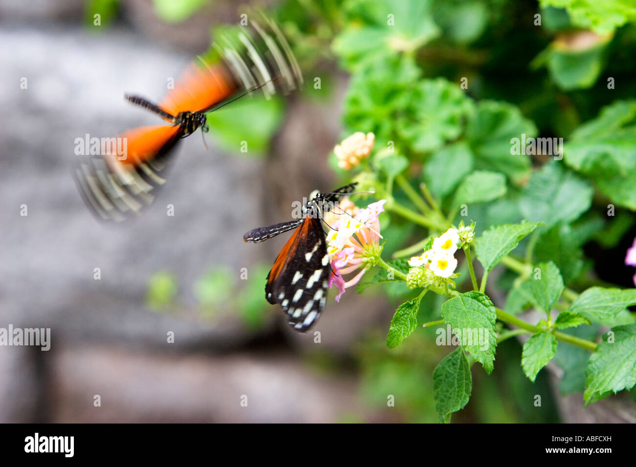 Schmetterlinge spielen um den heißen Brei Stockfoto