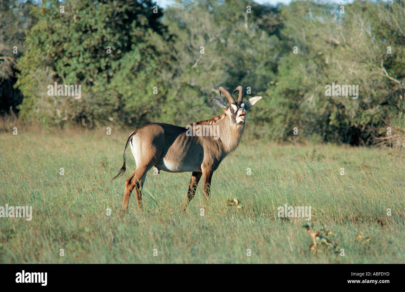 Männliche Roan Antelope Shimba Hills, Kenia in Ostafrika Stockfoto