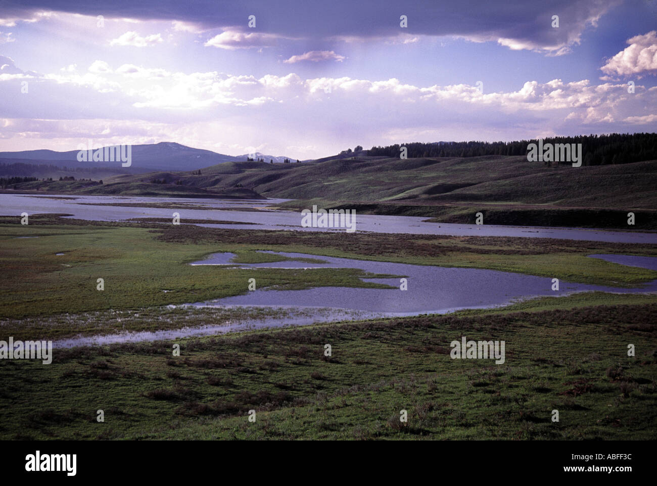 HAYDEN VALLEY Yellowstone Nationalpark, Wyoming Stockfoto