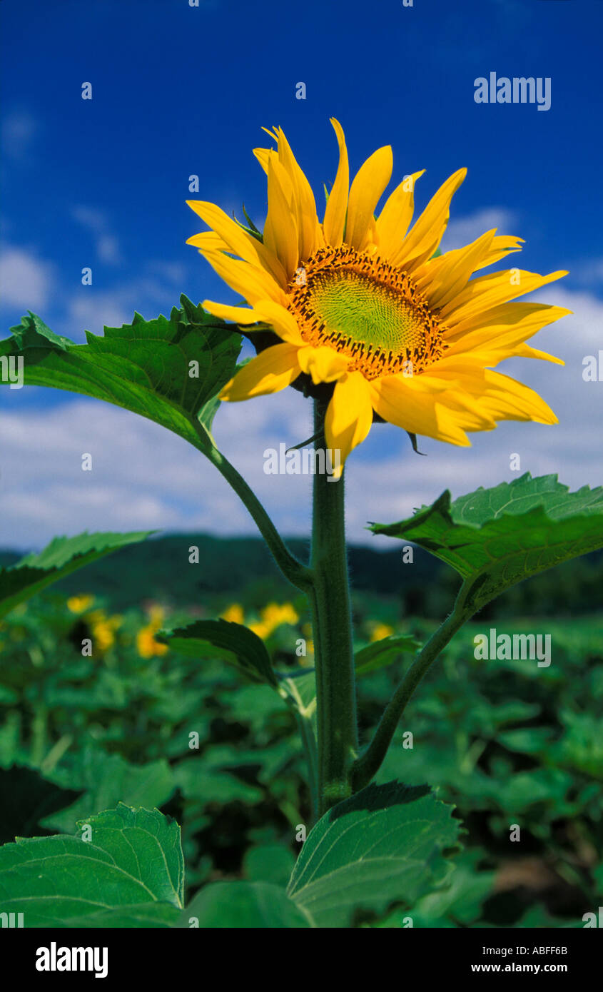 Sonnenblumen-Lot-Tal Frankreich Stockfoto