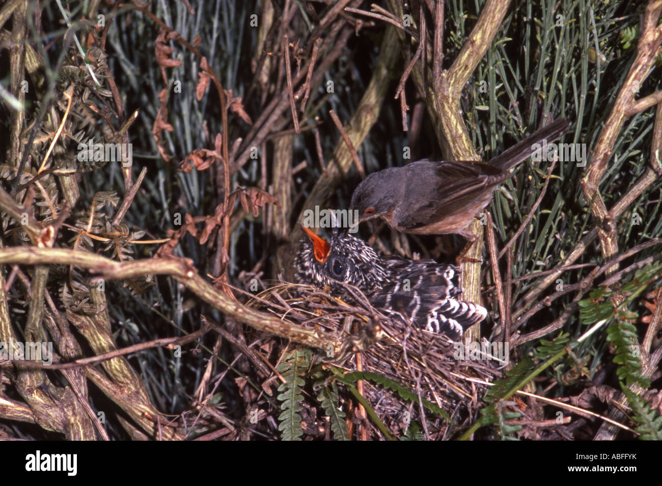 Samtkopfgrasmücke am Nest. Fütterung junger Kuckuck im nest Stockfoto