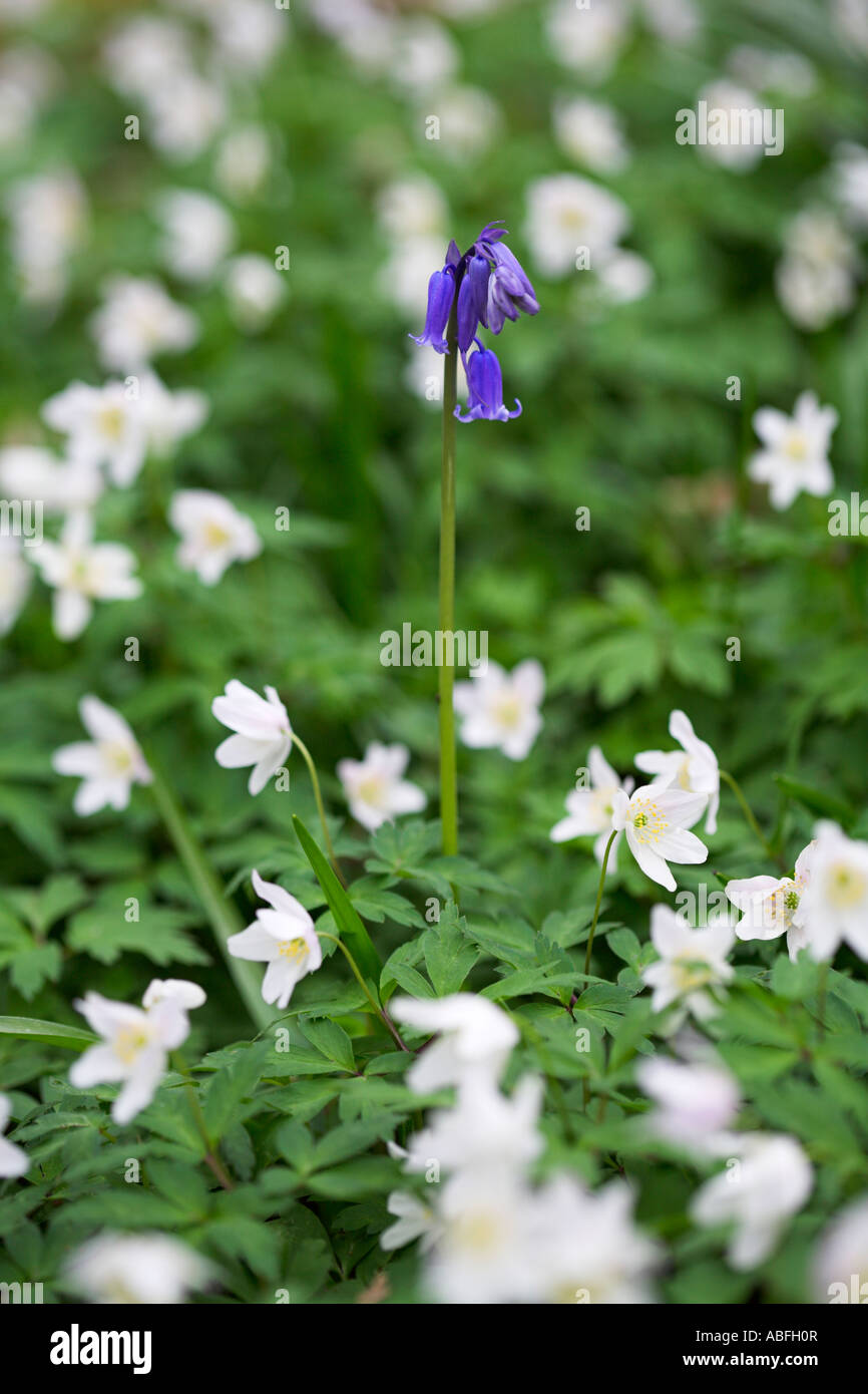 Vertikale Farbfoto von einem einzigen Bluebell unter Holz Anemonen, Wye Valley, Monmouthshire, South Wales, UK Stockfoto