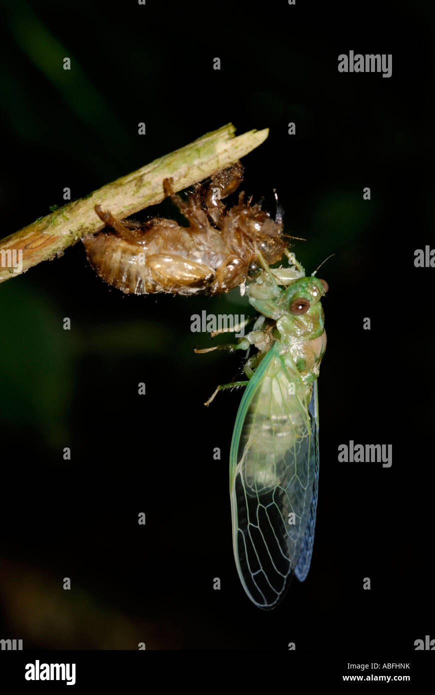 Eine Zikade entsprang frisch seiner Exoskelett im Tiefland-Regenwald in der Nähe von Chilamate Stockfoto