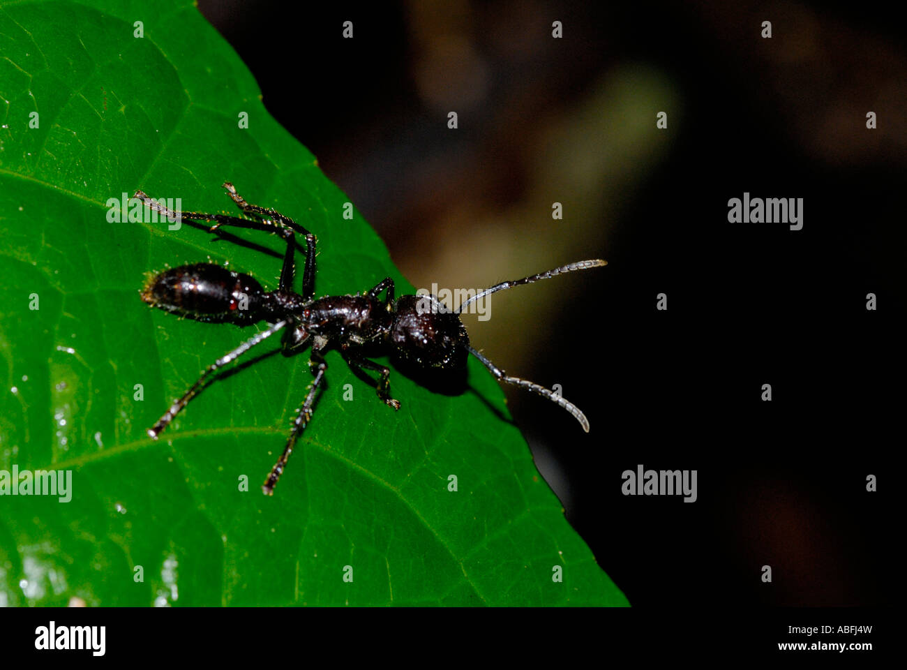 Bullet Ant Paraponeragroße Clavata tropischen Tieflandregenwald Stockfoto