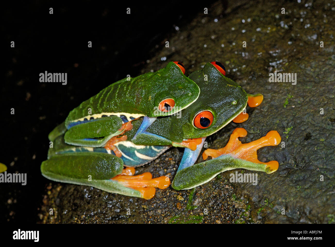 Eine Paarung paar Red-eyed Laubfrösche, Agalychnis Callidryas, in Amplexus, Costa Rica Stockfoto