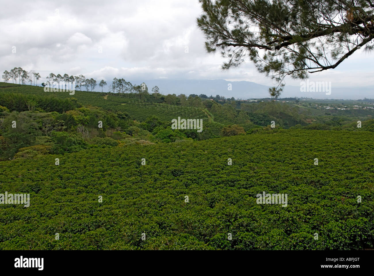Costa Rica Kaffee-Plantage Stockfoto