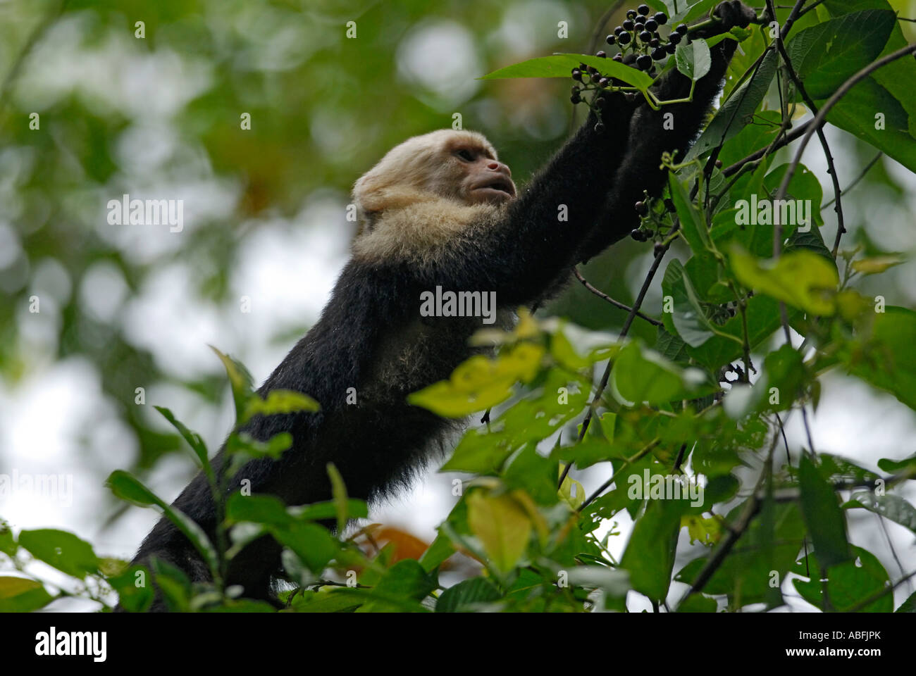 Ein 'weiß konfrontiert' Kapuziner Affen Cebus Capucinus für Obst Nationalpark Manuel Antonio Costa Rica zu erreichen Stockfoto