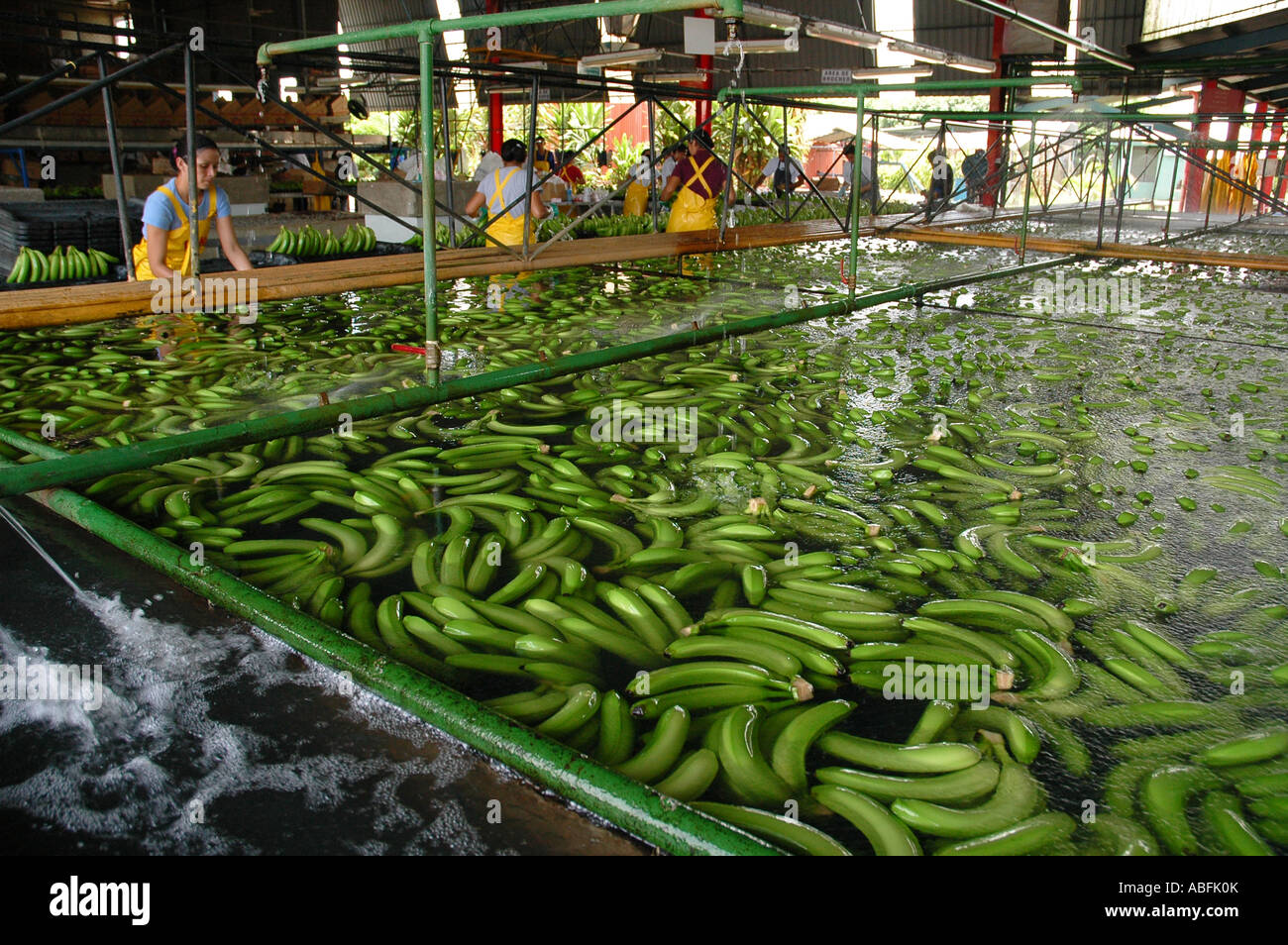 Arbeitnehmer-Prozess geerntet frisch Bananen an eine Dole Banane Plantage nordöstlichen Costa Rica. Stockfoto