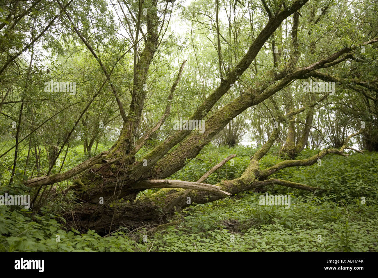 Gefallenen, aber lebenden Weidenbaum bedeckt mit Moosen, Biesbosch Nationalpark, Holland Stockfoto