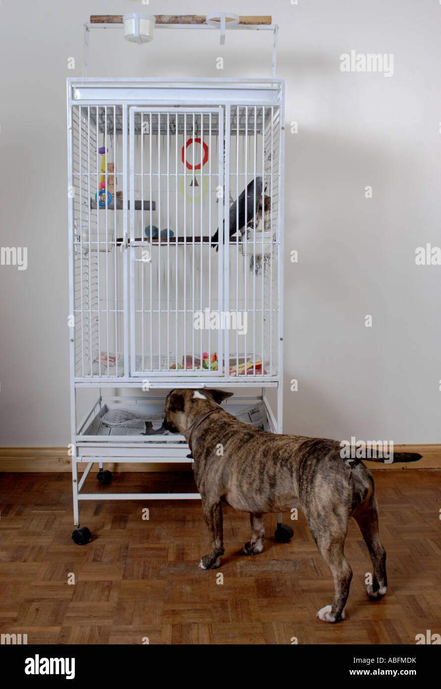 englischer Bullterrier Hund Blick auf afrikanische Graupapagei in Käfig im Haus Stockfoto