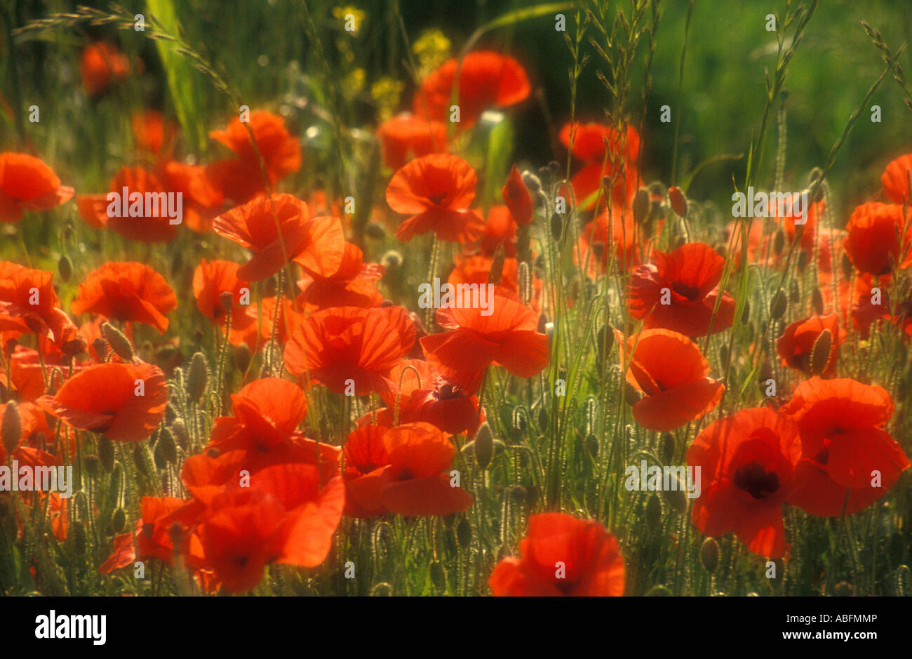 Cluster von Mohn in weiches Licht Stockfoto