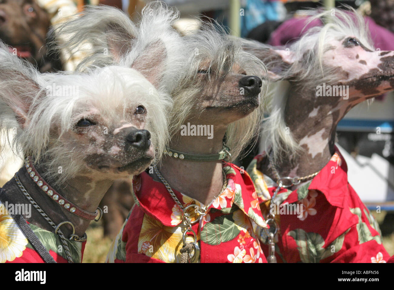 Drei Puderquaste Chinese Crested Dogs in Tracht gekleidet Stockfoto