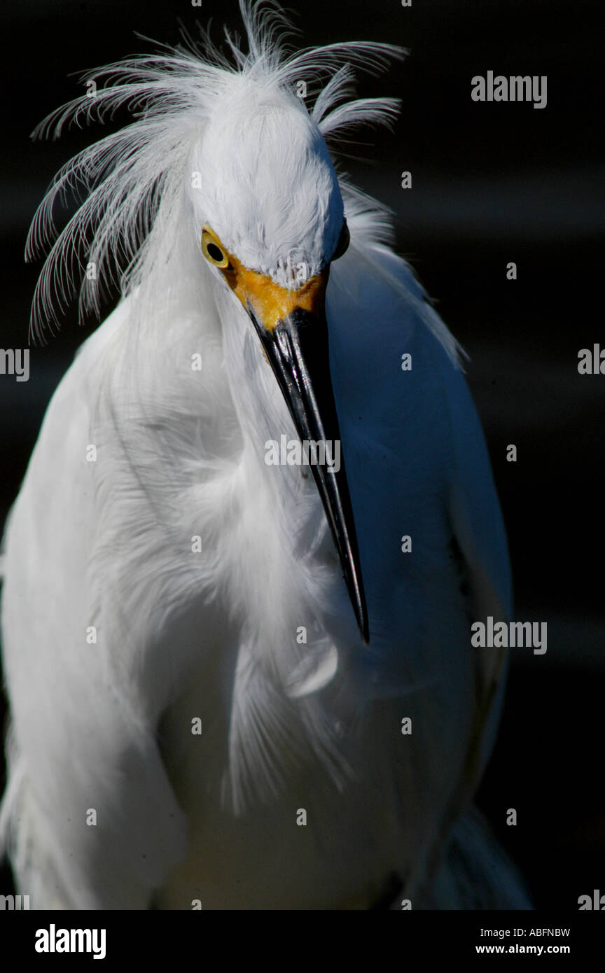 Snowy Egret Ding Darling park florida Stockfoto