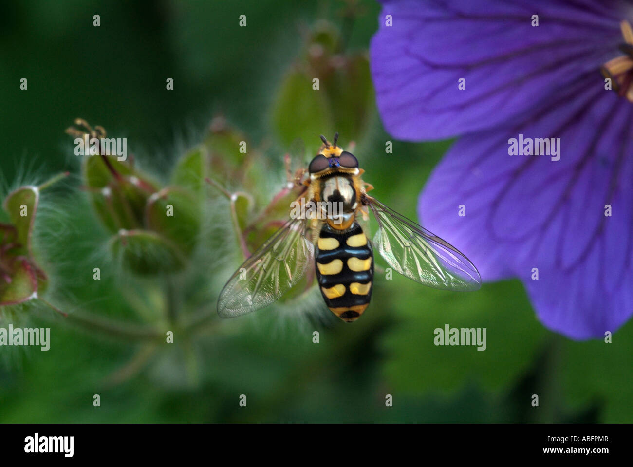 Hoverfly Syrphid Fliege Diptera Wespe Insekten imitieren Closeup Nahaufnahme Makro lila Geranium gemeinsame Blume England UK-Vereinigtes Königreich-G Stockfoto