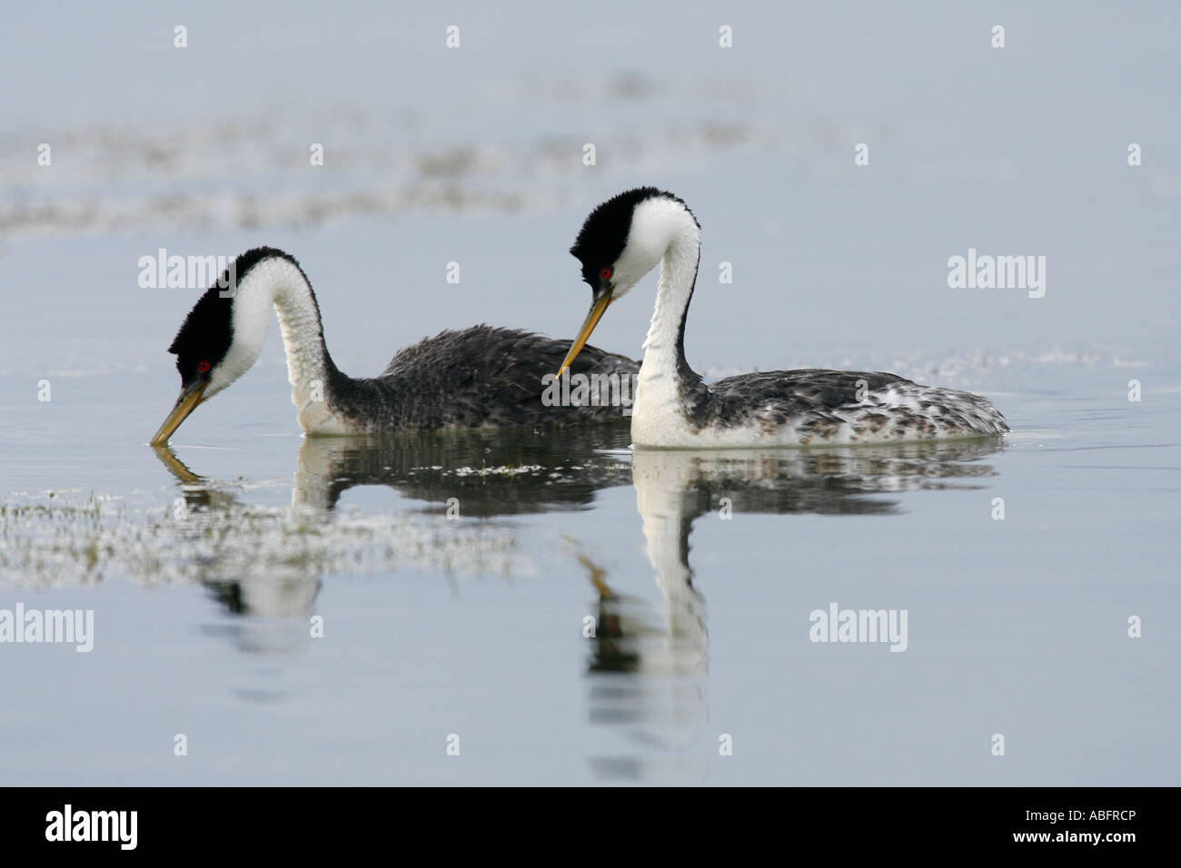 Westlichen Haubentaucher Stockfoto