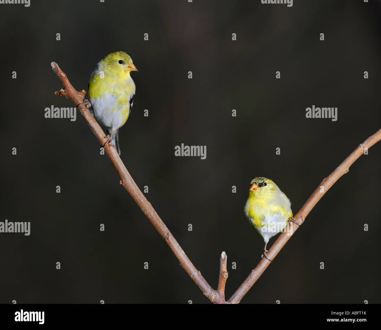 Vorderansicht der zwei Häutung männlichen amerikanischen Stieglitze im Frühjahr Stockfoto