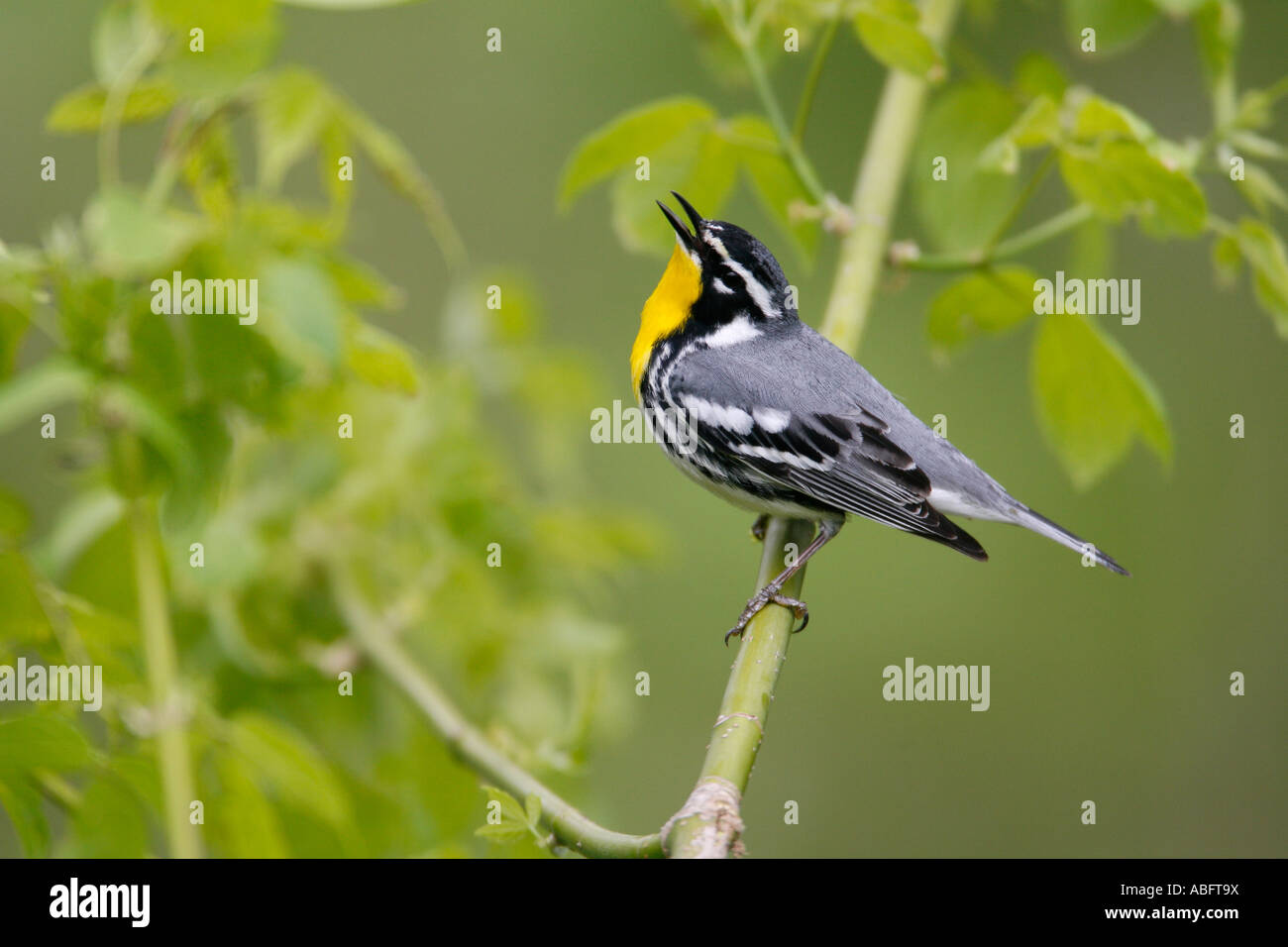 Yellow throated Warbler Gesang in "Box Elder" Stockfoto