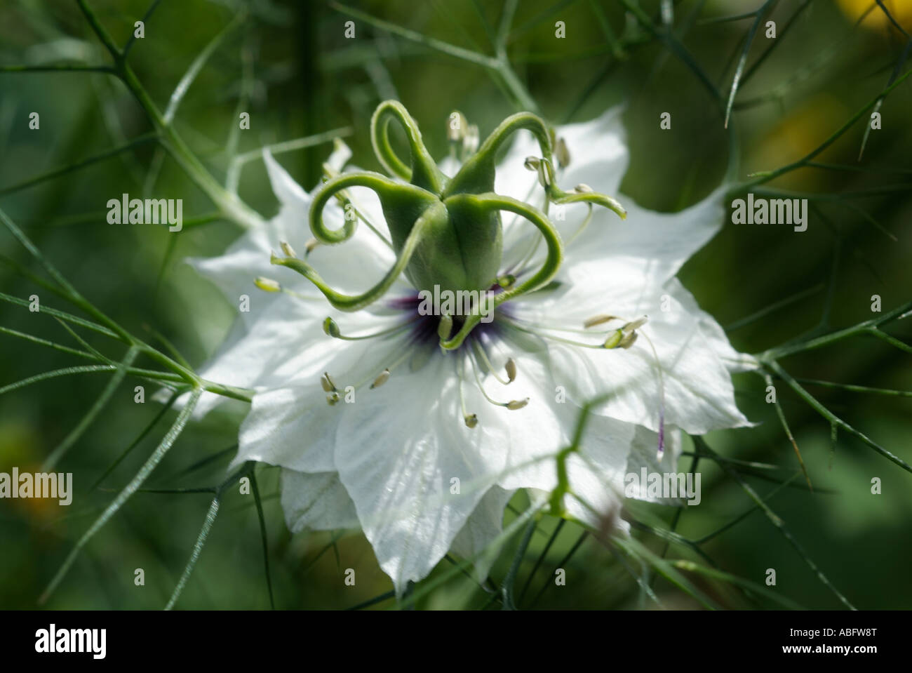 Liebe in einem Nebel Nigella Damascena weißen Makro Nahaufnahme Detail Blütenkopf Symbol der Liebe, die jährliche Stockfoto