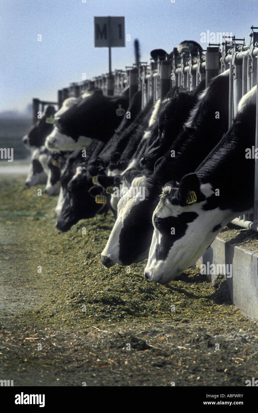 Die Kühe ernähren sich von Silage. Stockfoto
