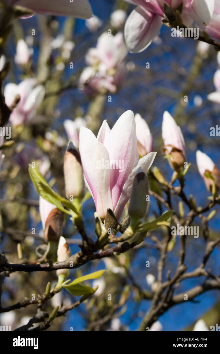 Magnolienblüten im zeitigen Frühjahr vor einem blauen Himmel. Stockfoto