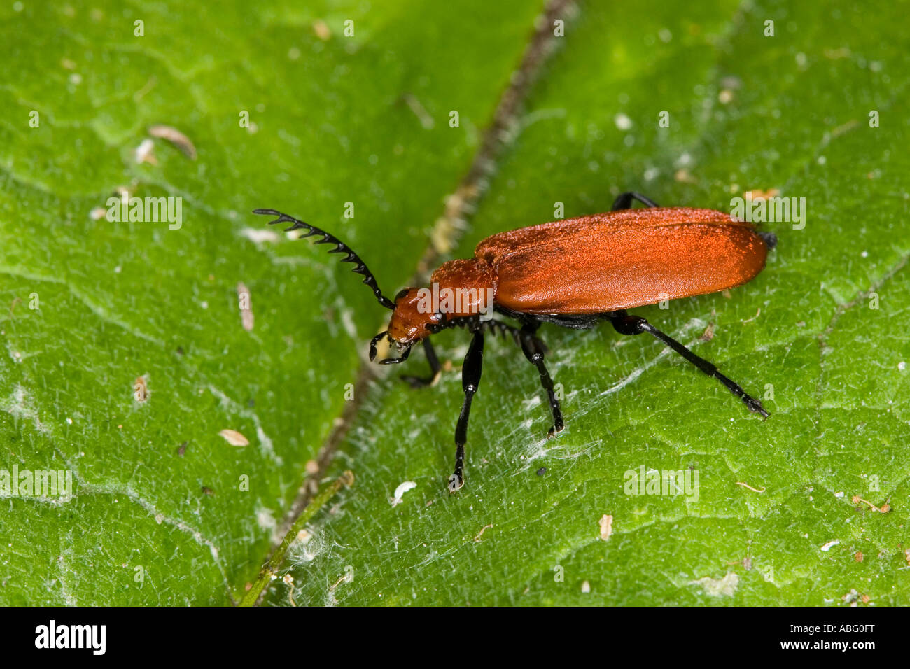 Kardinal-Käfer auf einem Blatt Stockfoto