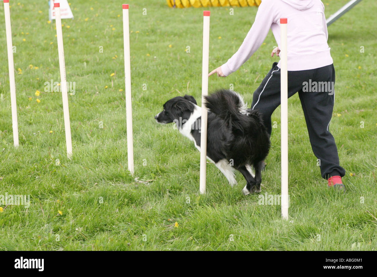 Hund läuft Slalom während einer Hundeausstellung Agilität im Wettbewerb Stockfoto