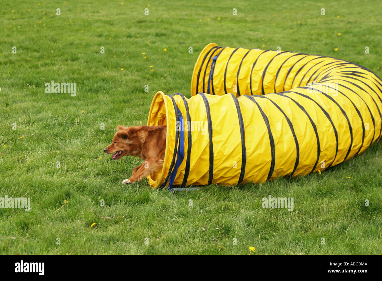 Brauner Hund aus einem Tunnel kommen, während eine Agilität Hundeausstellung im Wettbewerb Stockfoto