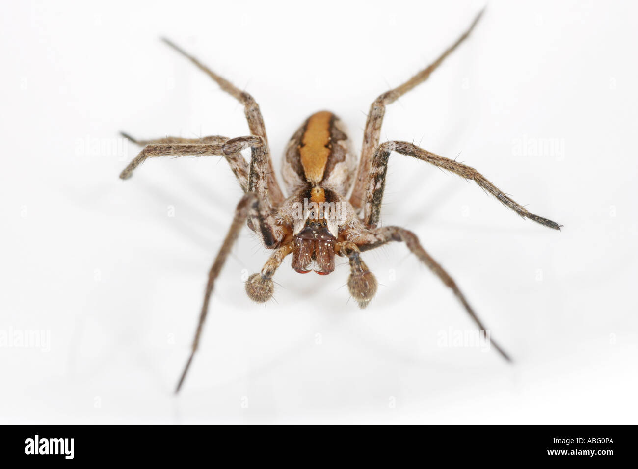 Pisaura Mirabilis genannt auch die Baumschule Web Spider. Eine Jagd Spinne auf weißem Hintergrund. Fahren auf Sicht Stockfoto