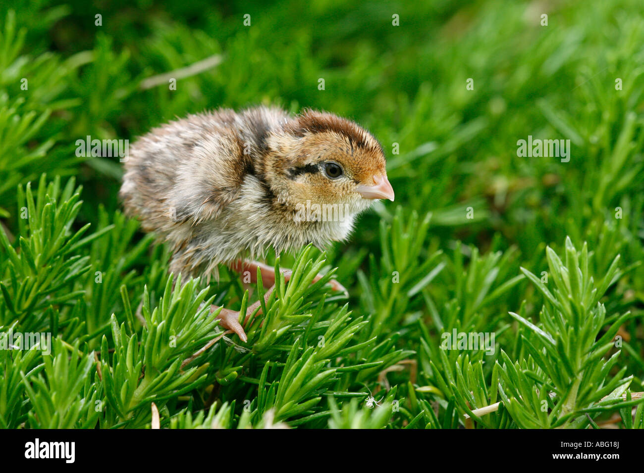 Nördlichen Wachtel Wachtel Küken Stockfoto