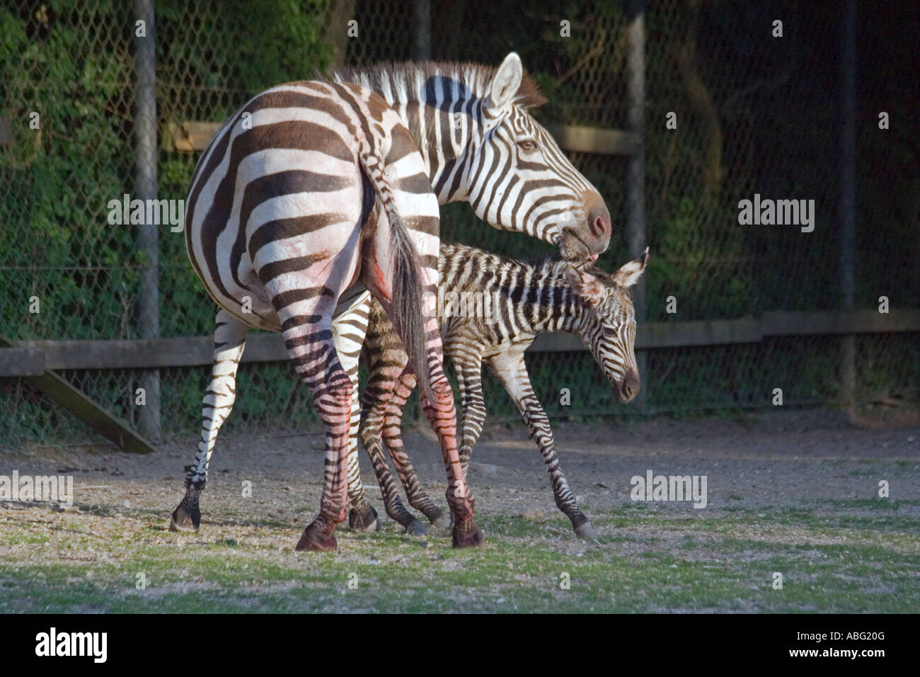 Zebra mit Neugeborenen fole Stockfoto