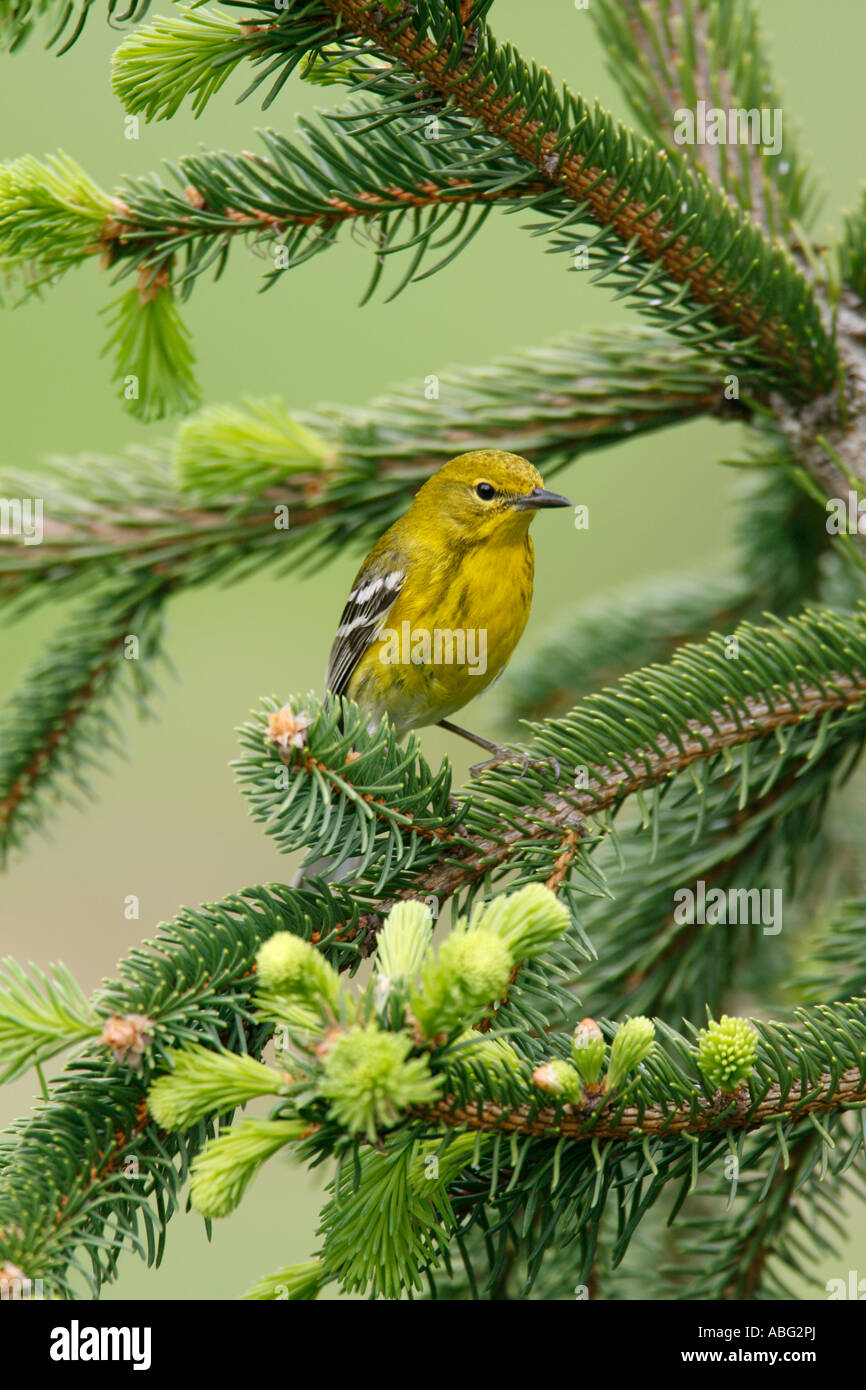 Pine Warbler thront in Alcocks Fichte - vertikal Stockfoto