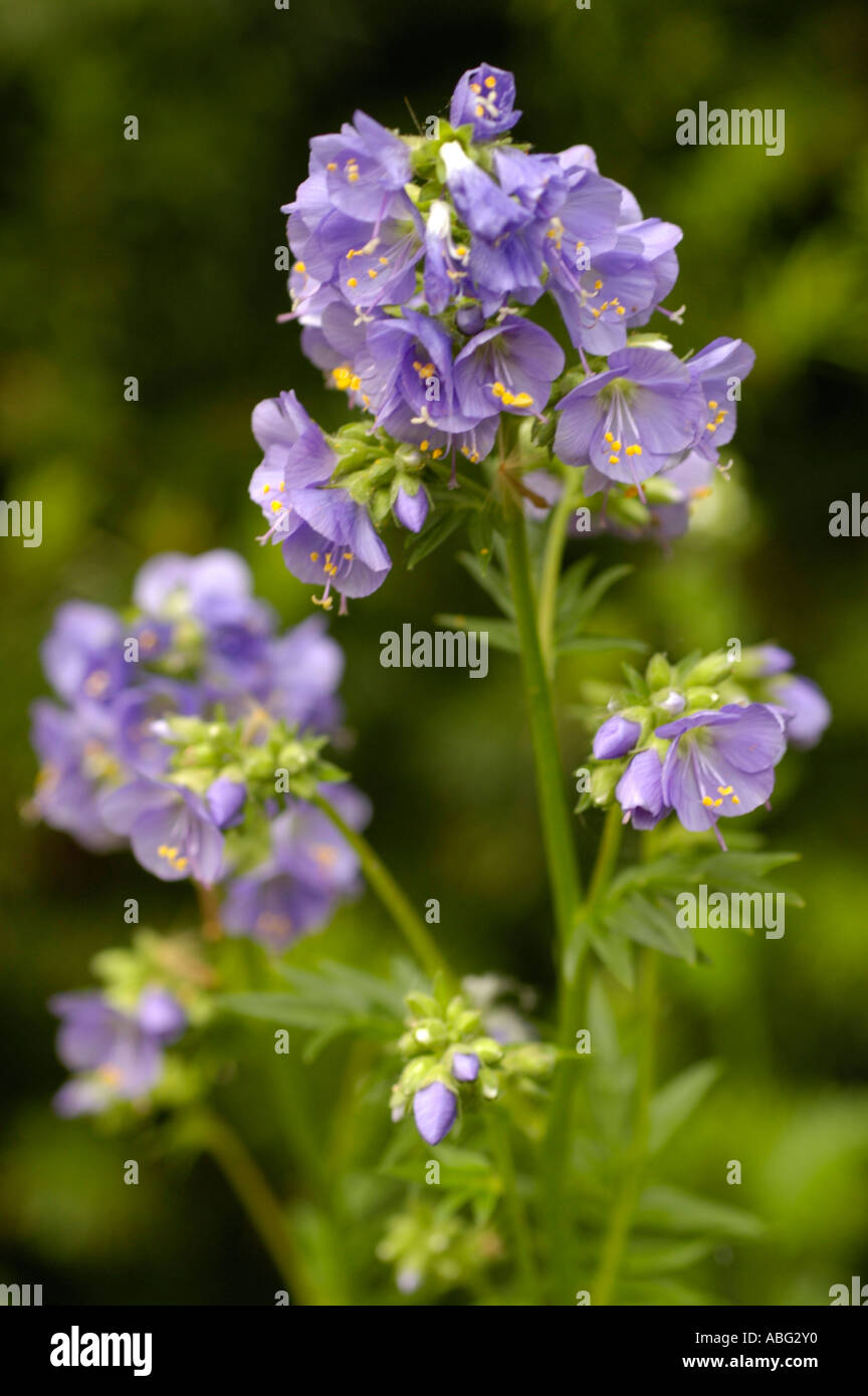 Violette Blau Blumen von medizinischer Pflanzen s Jakobsleiter Polemoniaceae Polemonium Caeruleum Europa Asien Amerika Stockfoto