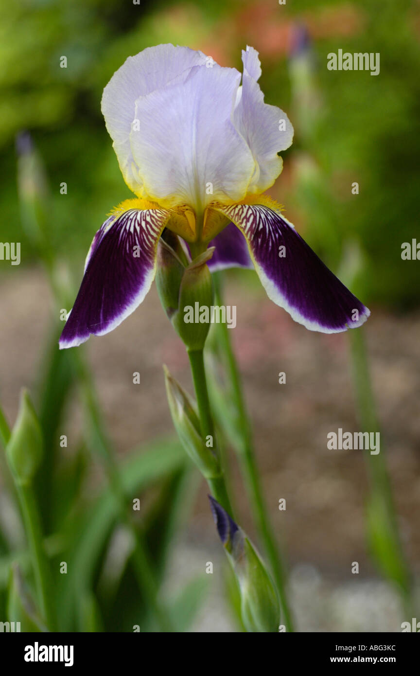 Blau violett und gelb Iridaceae Barbata Elatior Iris Espada Stockfoto