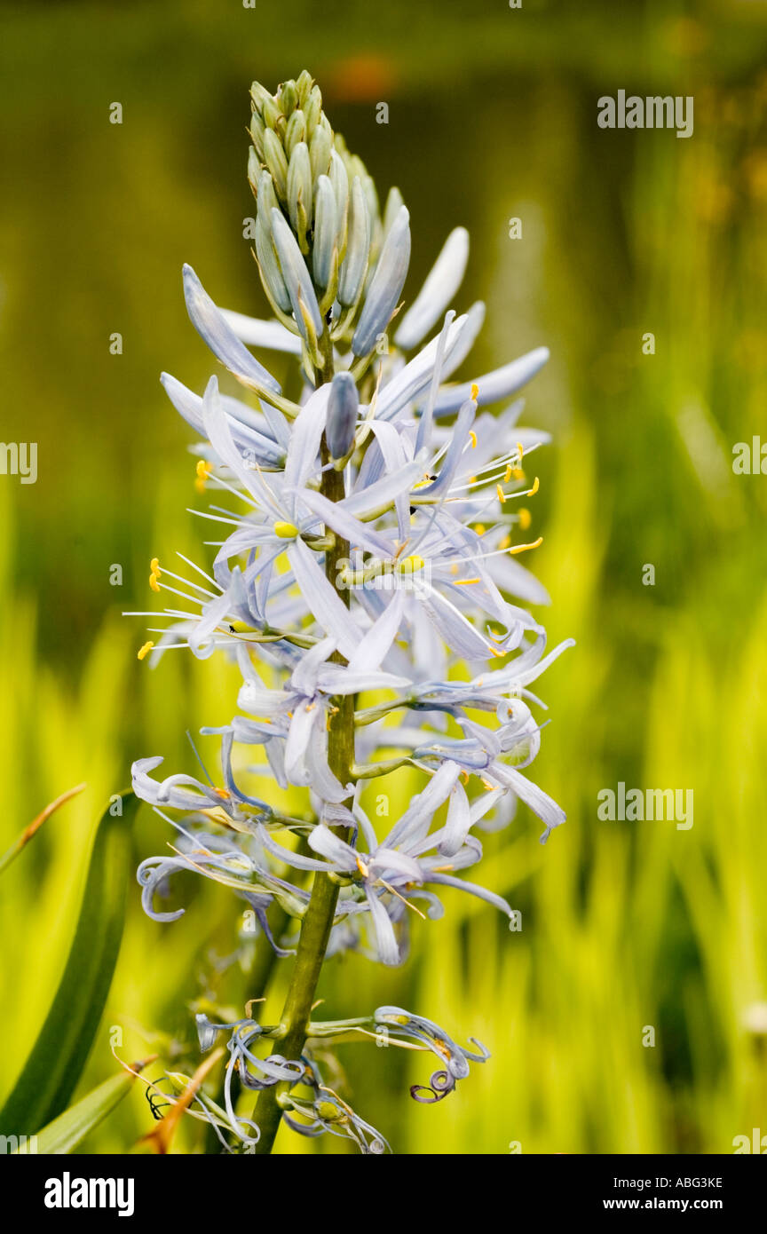 Nahaufnahme von Liliaceae Camassia cusickii Blüten in Oregon, USA. Wunderschöne hellblaue wilde Lilien in einer natürlichen Wiese. Stockfoto