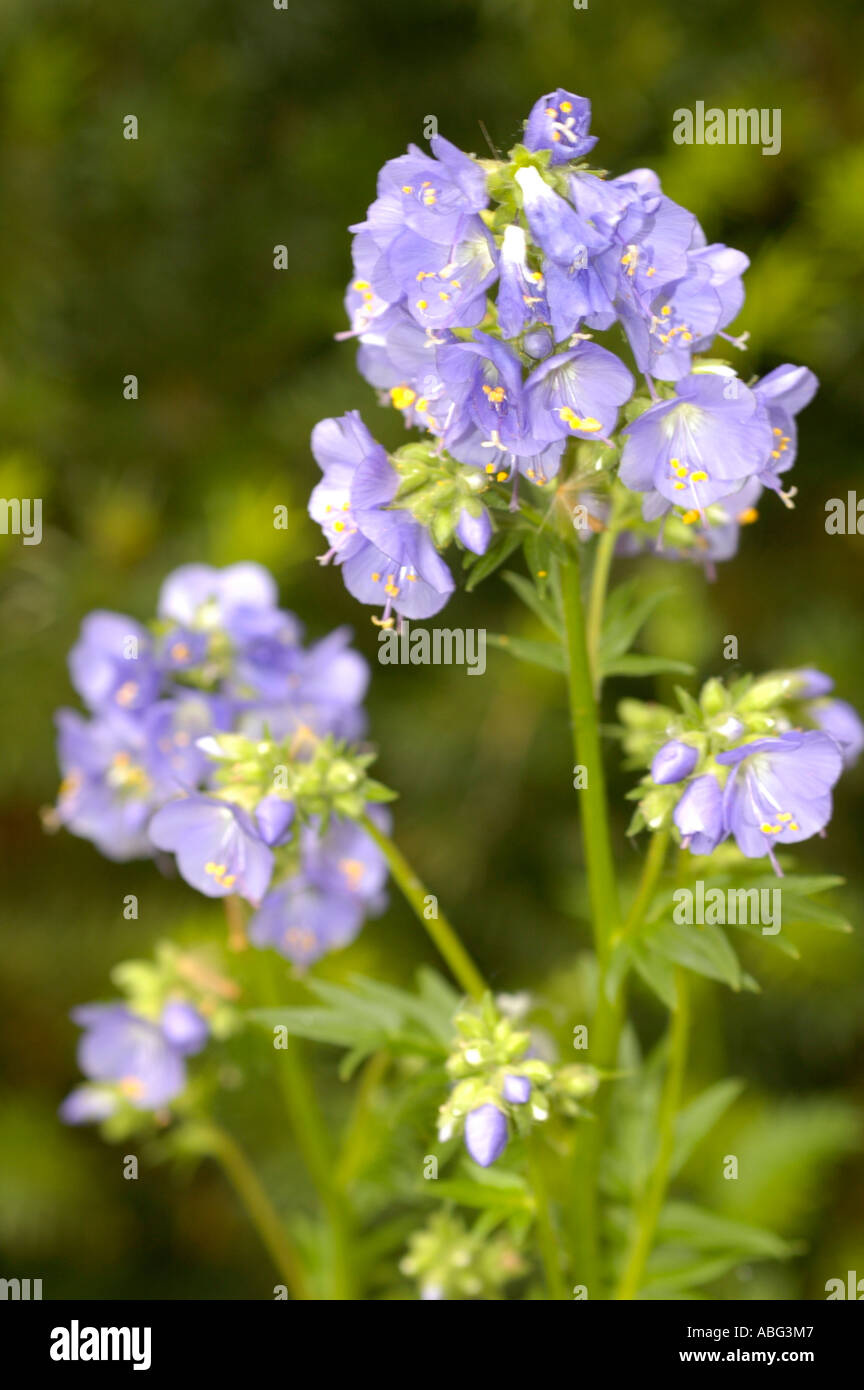 Violette Blau Blumen von medizinischer Pflanzen s Jakobsleiter Polemoniaceae Polemonium Caeruleum Europa Asien Amerika Stockfoto
