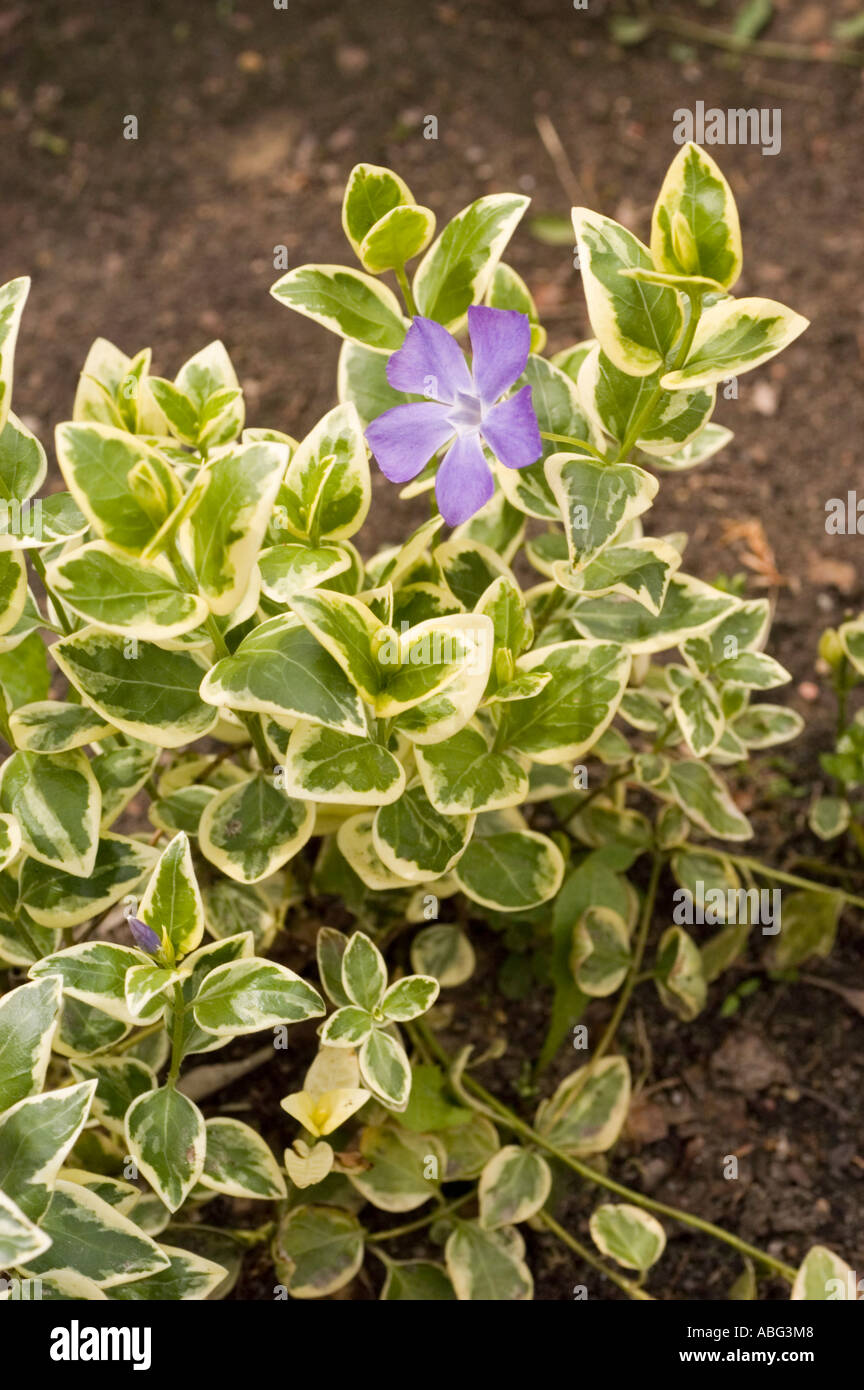 Lila blaue Blume der größere Immergrün Apocynaceae Vinca major Variegata Europa Asien kaukasischen Bereich Stockfoto