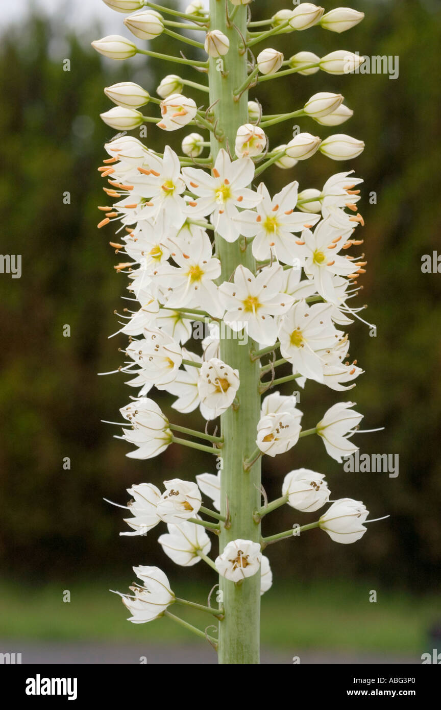 Weiße Blüten Nahaufnahme von Fuchsschwanz Lily Liliaceae Eremurus Robustus Turkiestan Asien Stockfoto