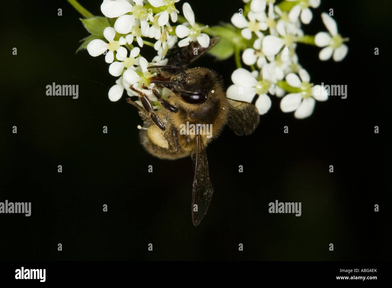 Europäische Honigbiene (Apis Mellifera) Fütterung auf Umbellifera Blume Stockfoto