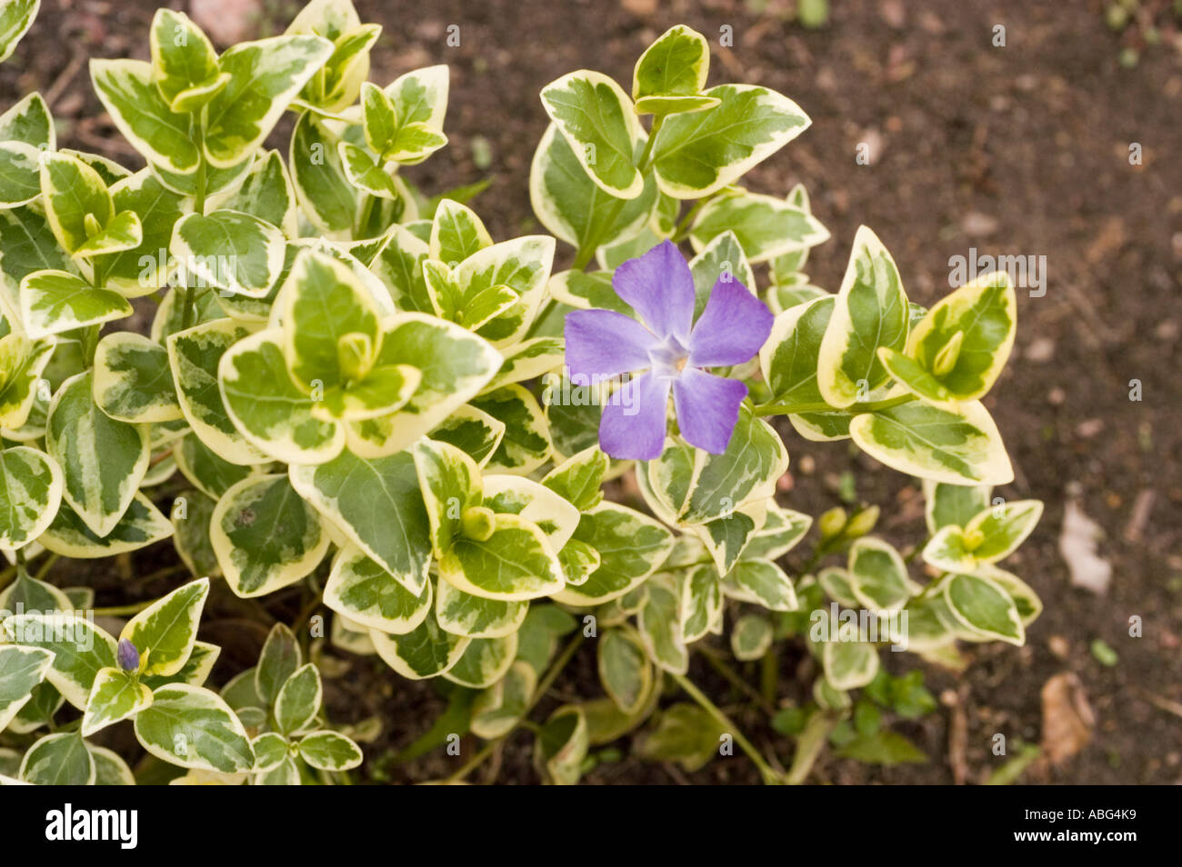 Lila blaue Blume der größere Immergrün Apocynaceae Vinca major Variegata Europa Asien kaukasischen Bereich Stockfoto