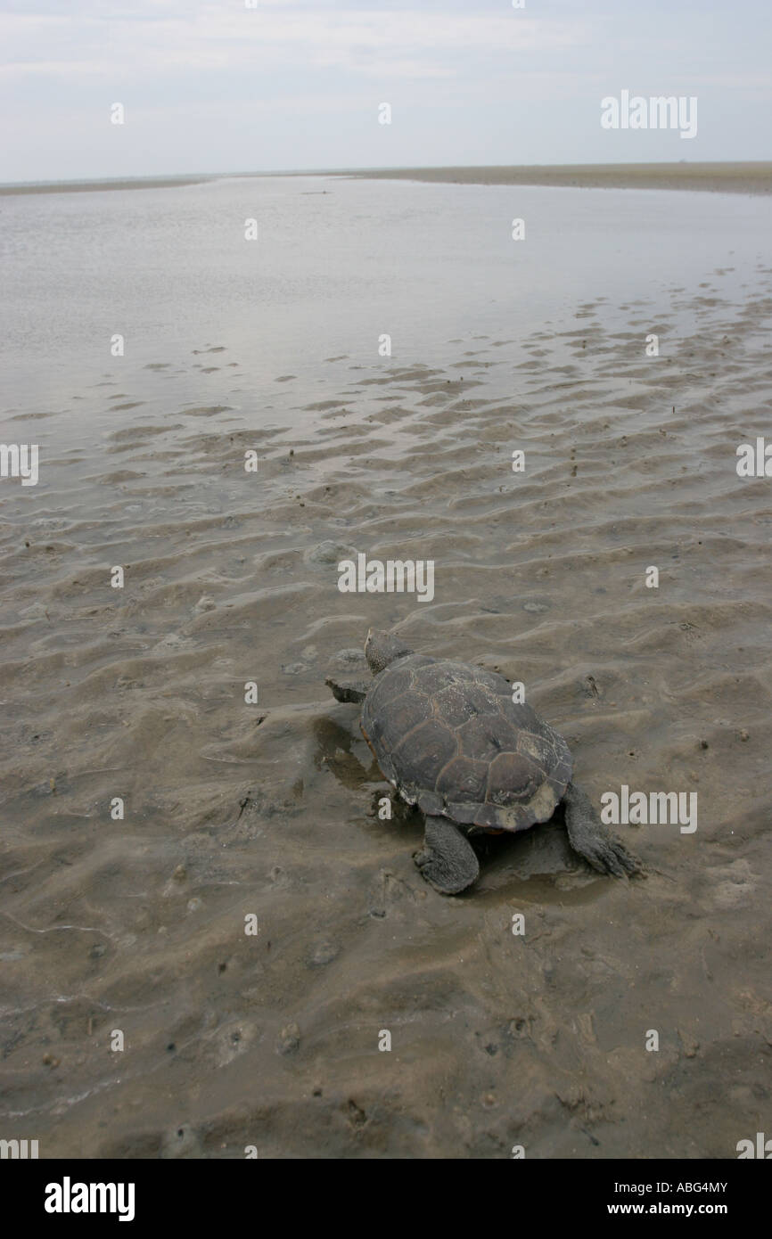 Diamondback Schildkröte am Strand wenig Tybee Island Stockfoto