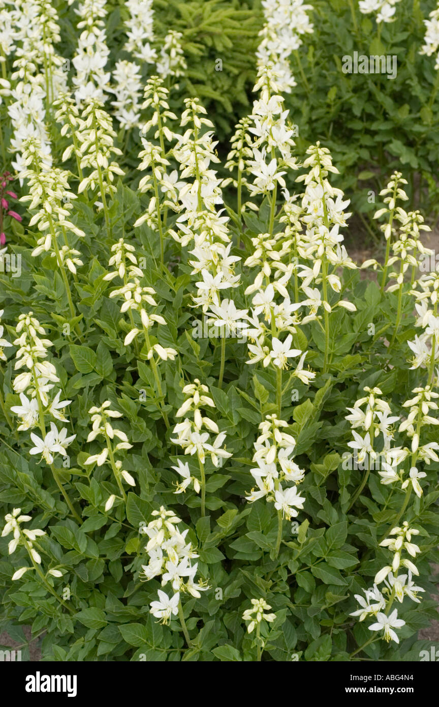 Weiße Blüten der Medicinal plant Moses im brennenden Busch Rutaceae