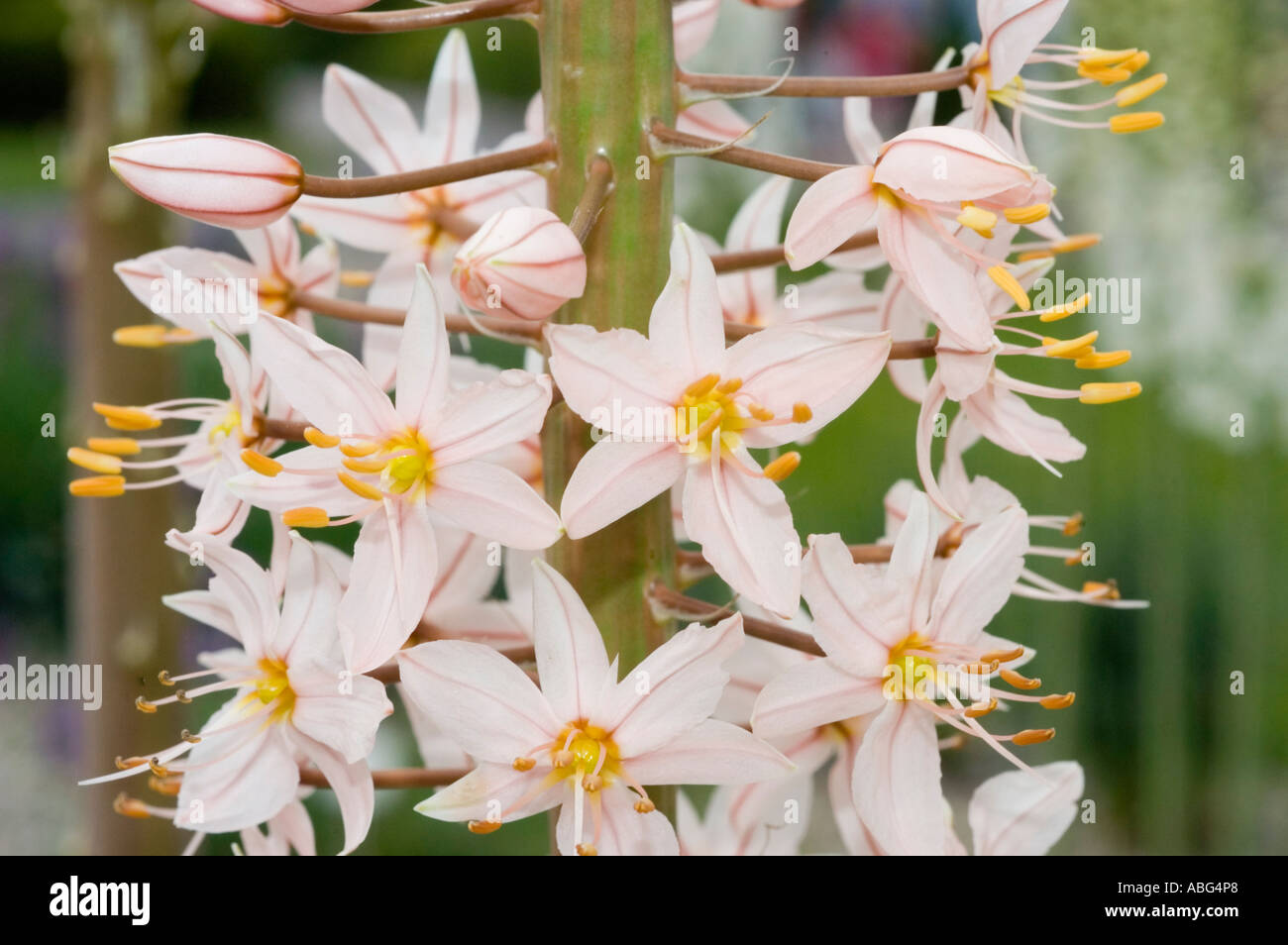 Weiße Blüten Nahaufnahme von Fuchsschwanz Lily Liliaceae Eremurus Robustus Turkiestan Asien Stockfoto
